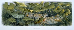 Les Elfes des Bois en Train de Jouer, illustration de 
